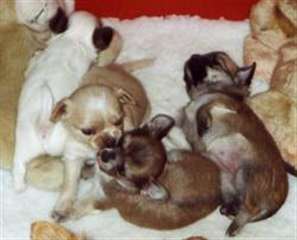 Type chihuahua non lof poil court