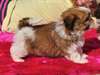 Adorables chiots type Shih Tzu - photo 2