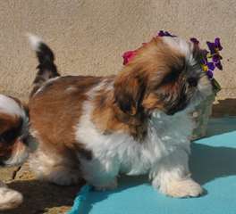 Adorables chiots type Shih Tzu