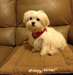 Don Chiot Femelle Bichon maltais - photo 1