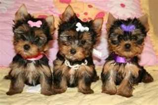 AFFECTUEUX  CHIOTS  YORKSHIRE  TERRIER DISPONIBLE