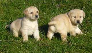 Jolie port&#233;e de Chiots Labrador Pour Adoption.