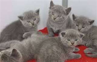 Disponibles d&#232;s &#224; pr&#233;sent chatons type Chartreux