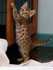 magnifique chaton bengal