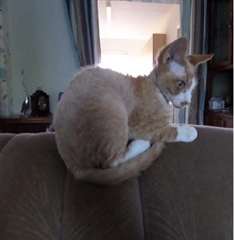 Devon Rex chaton pour adoption