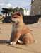 Chiots Shiba Inu Male &amp; femelle - photo 2