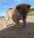 Chiots Shiba Inu Male &amp; femelle - photo 3