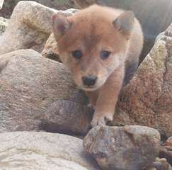 Chiots Shiba Inu Male &amp; femelle