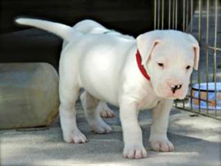 Chiots Dogue argentin pour adoption.