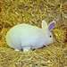 LAPIN BLANC DE VIENNE - photo 1