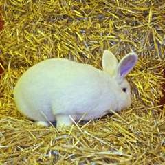 LAPIN BLANC DE VIENNE