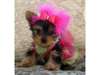 Chiots Yorkshire Terrier Pure Race - photo 1