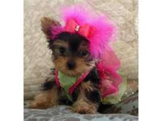 Chiots Yorkshire Terrier Pure Race