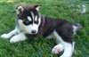 Des sublimes chiots siberien husky disponible - photo 1