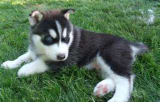 Des sublimes chiots siberien husky disponible