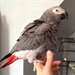 African Grey Parrot pour adoption de bonnes maison - photo 1