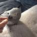 African Grey Parrot pour adoption de bonnes maison - photo 2