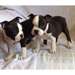 Chiots Boston Terrier - photo 1