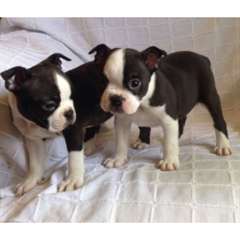 Chiots Boston Terrier