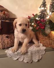 Attractive texte des chiots Labrador 804496-1773