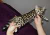 Magnifiques Chatons bengal - photo 1