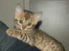 Magnifiques Chatons bengal - photo 2