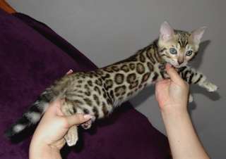 Magnifiques Chatons bengal