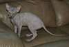 Beautiful Female Sphynx Kittens - Available Now!! - photo 1