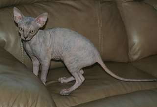 Beautiful Female Sphynx Kittens - Available Now!!