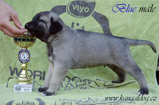 Chiots Kangal (FCI enregistr&#233; chien de berger d'An