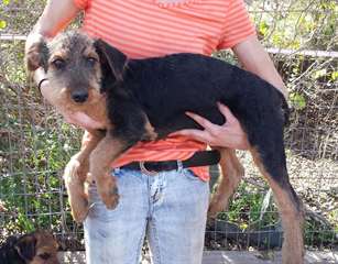 g&#233;ant airedale terrier,