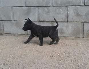 Chiots berger hollandais