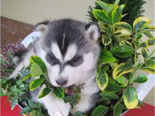 Superbes chiots Husky de Sib&#233;rien