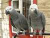 MIGNON PARROTS CONGO GRIS POUR ADOPTION - photo 1