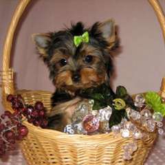 B&#233;b&#233;s Yorkshire terrier a donner contre bon soin