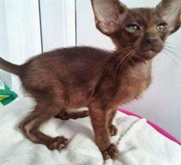 Chatons Havana Brown