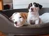 magnifiques chiots jack russell terrier - photo 1