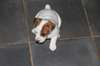 magnifiques chiots jack russell terrier - photo 2