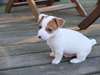 magnifiques chiots jack russell terrier - photo 3