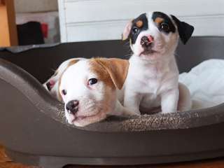 magnifiques chiots jack russell terrier