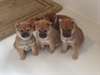 adorables chiots shiba inu - photo 1