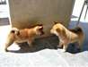 adorables chiots shiba inu - photo 2