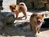 adorables chiots shiba inu - photo 3