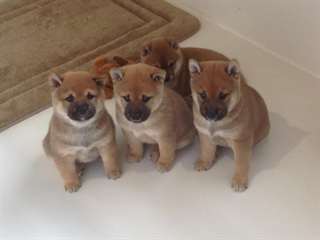 adorables chiots shiba inu