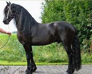 CHEVAUX FRISON A DONNER  CONTACT SUR(865)325-9774