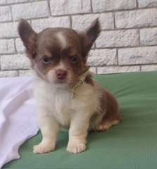 Superbes chiots chihuahua m&#226;le et femelle dispo