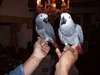 Exceptionnels jeunes perroquets gris du gabon - photo 1