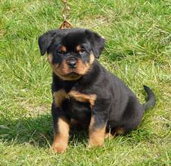 A DONNER Chiot type Rottweiler LOF