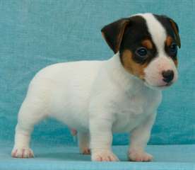 chiots jack russell terrier