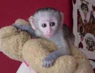 Magnifique b&#233;b&#233; singe capucin a offrir gratuitemen